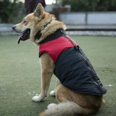 KUTKUT Waterproof and Warm Padded Zipper Winter Jackets for Dogs and Cats - kutkutstyle
